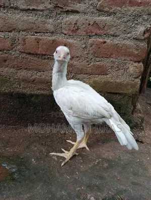 Parrot Beak Rooster