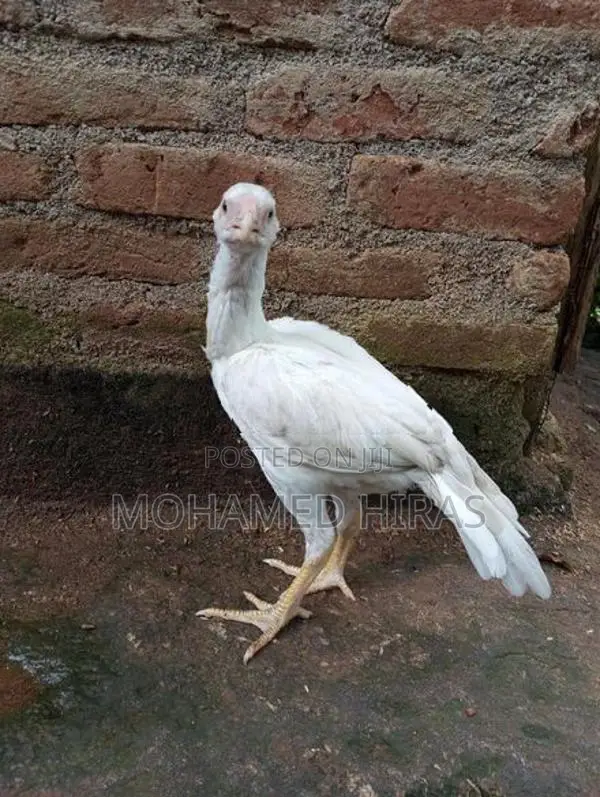 Parrot Beak Rooster
