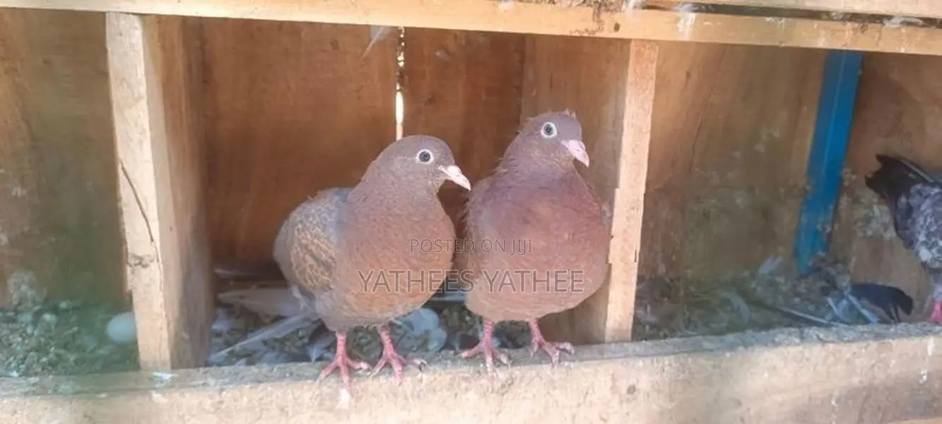 Pigeon