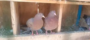 Pigeon