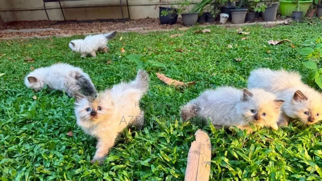 Himalayan Kittens