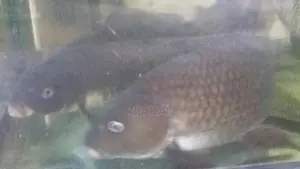 Carp Fish