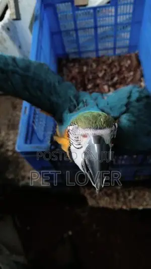Macaw Parrot 45days Old Chik