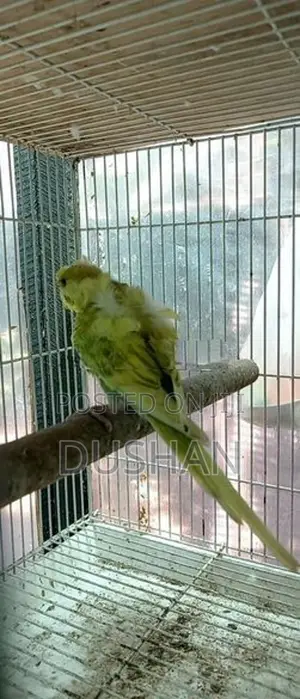 Helicopter Love Bird