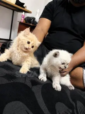 Persian Kittens