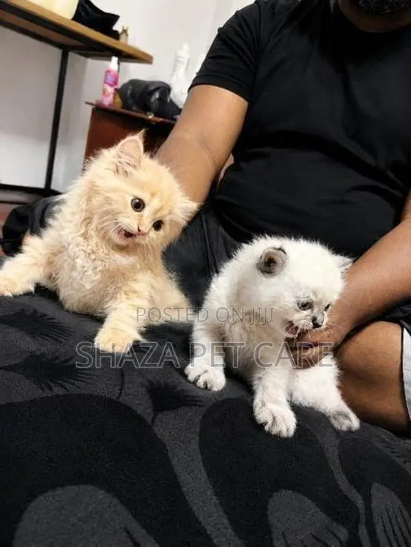Persian Kittens