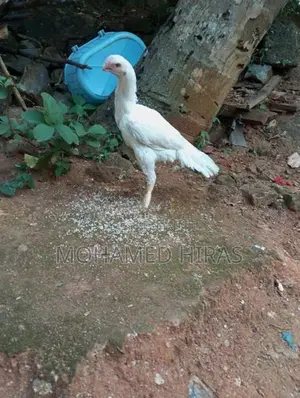 Parrot Beak Rooster