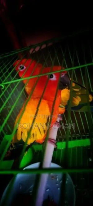 Sun Conure Chick