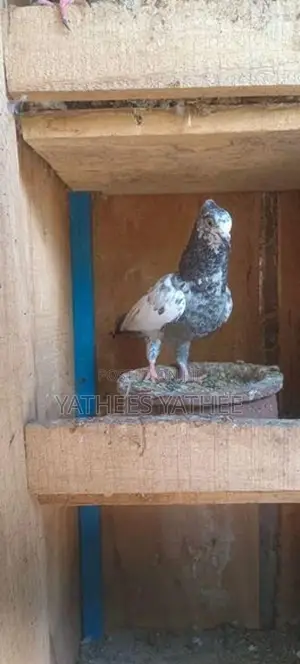 Pigeon