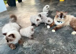 Himalayan Kittens