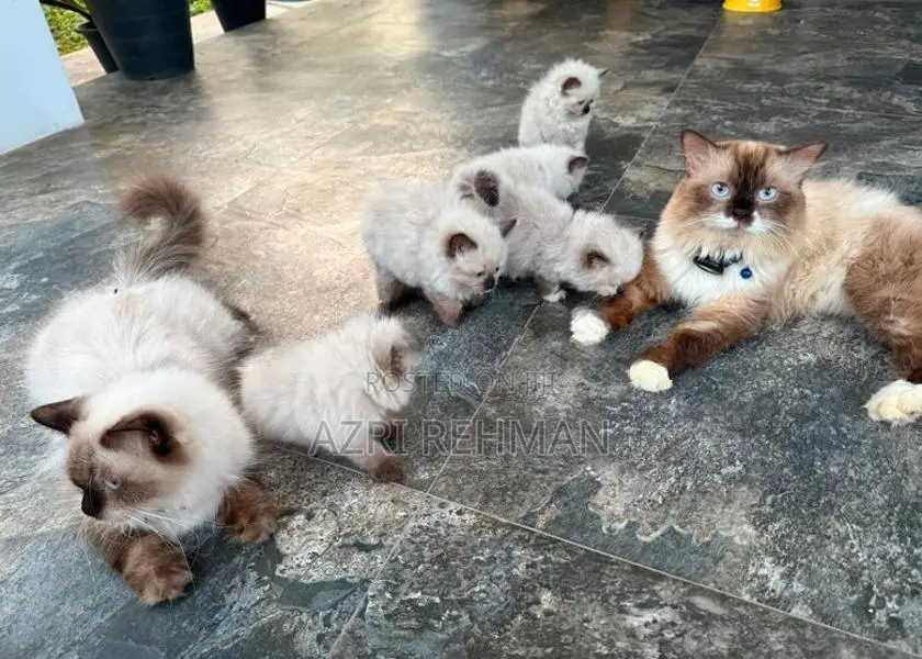 Himalayan Kittens