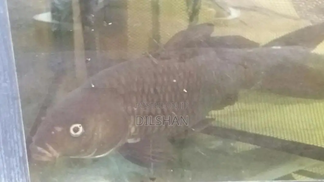 Carp Fish