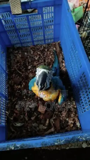 Macaw Parrot 45days Old Chik