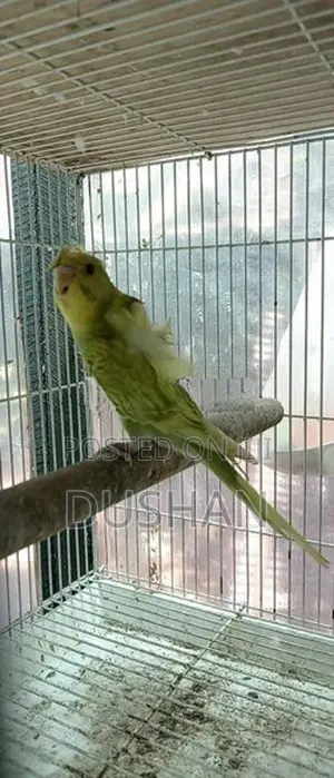 Helicopter Love Bird