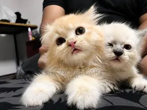 Persian Kittens