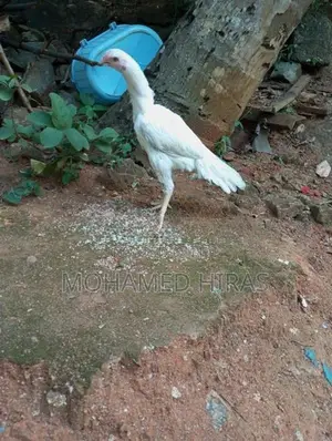 Parrot Beak Rooster