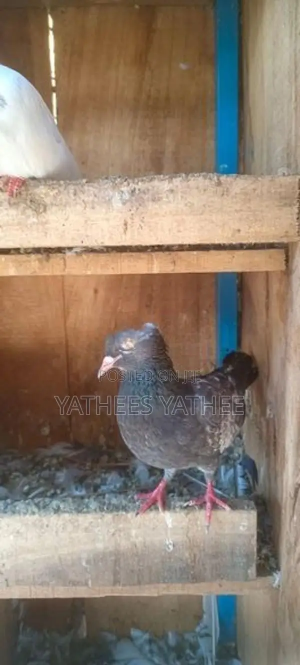 Pigeon