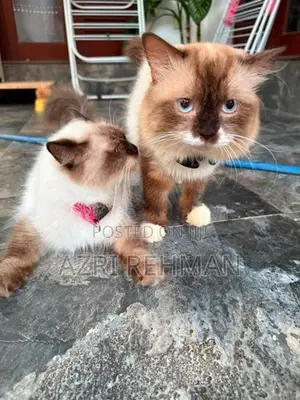 Himalayan Kittens