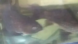 Carp Fish