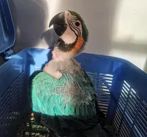 Macaw Parrot 45days Old Chik