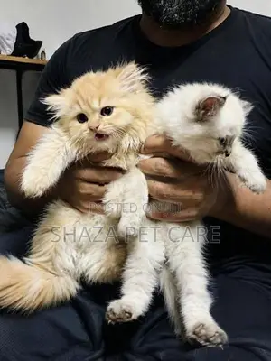 Persian Kittens