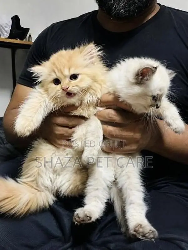 Persian Kittens