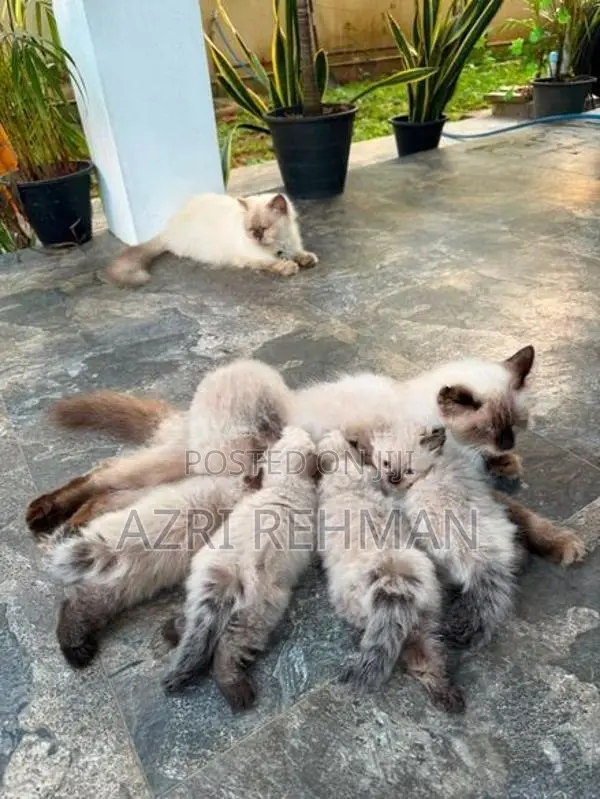 Himalayan Kittens