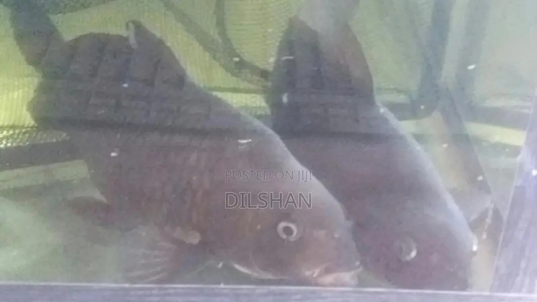 Carp Fish