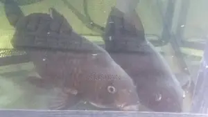 Carp Fish