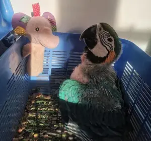 Macaw Parrot 45days Old Chik