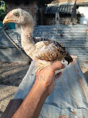 Jaala Line Chicks