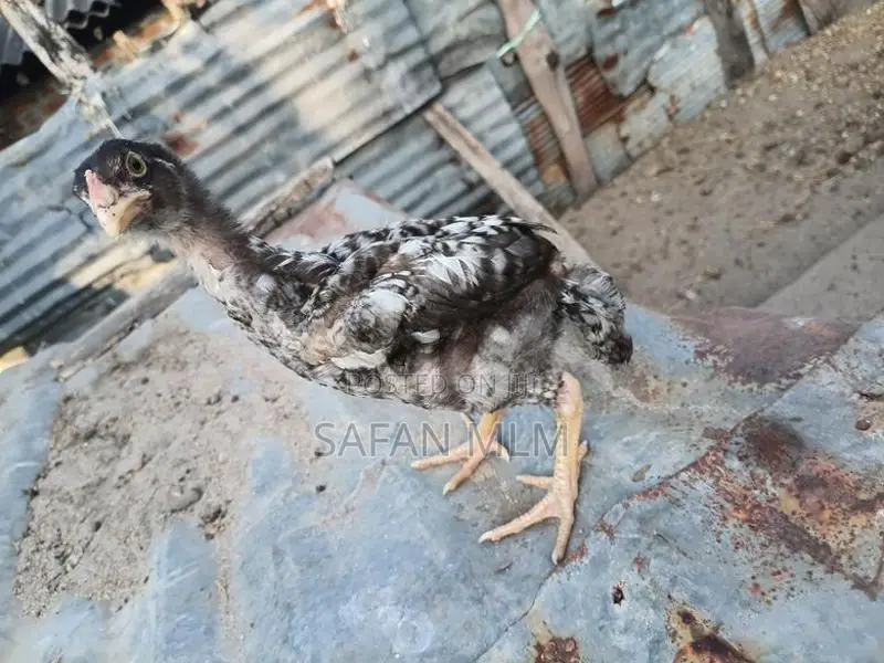 Jaala Line Chicks