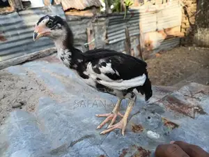 Jaala Line Chicks