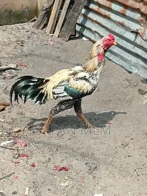 Jaala Line Chicks