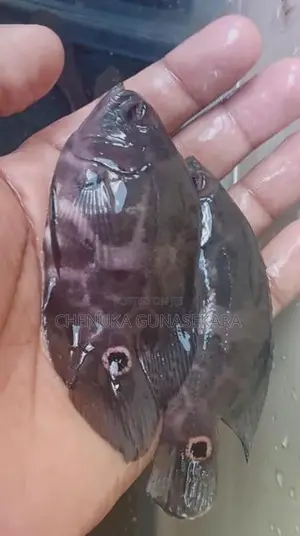Oscar Fish