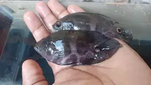 Oscar Fish