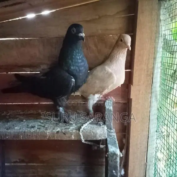 Pigeon