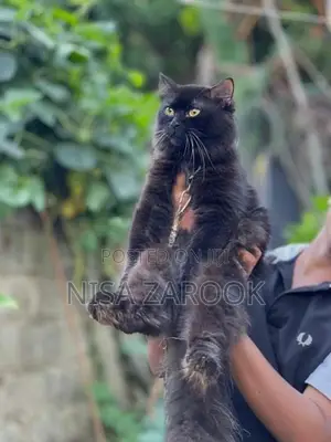 Persian cat