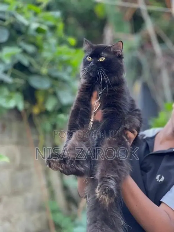 Persian cat