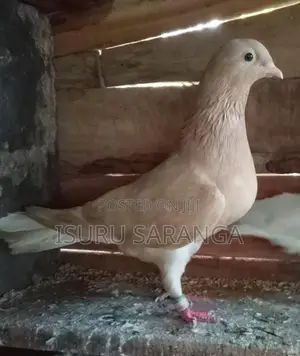 Pigeon