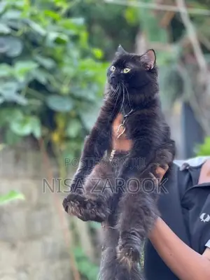 Persian cat