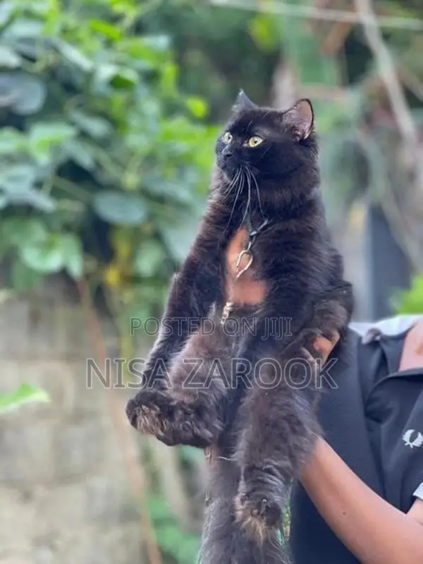 Persian cat