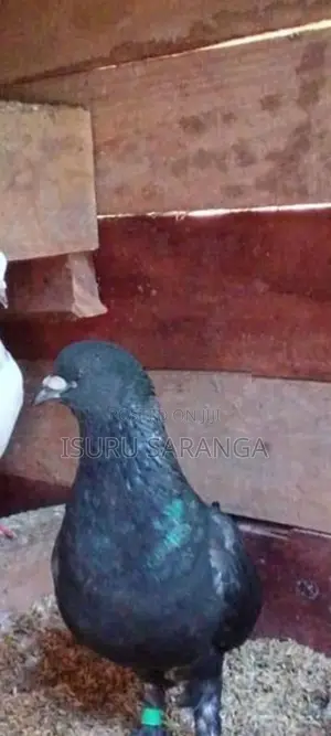 Pigeon