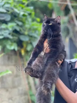 Persian cat