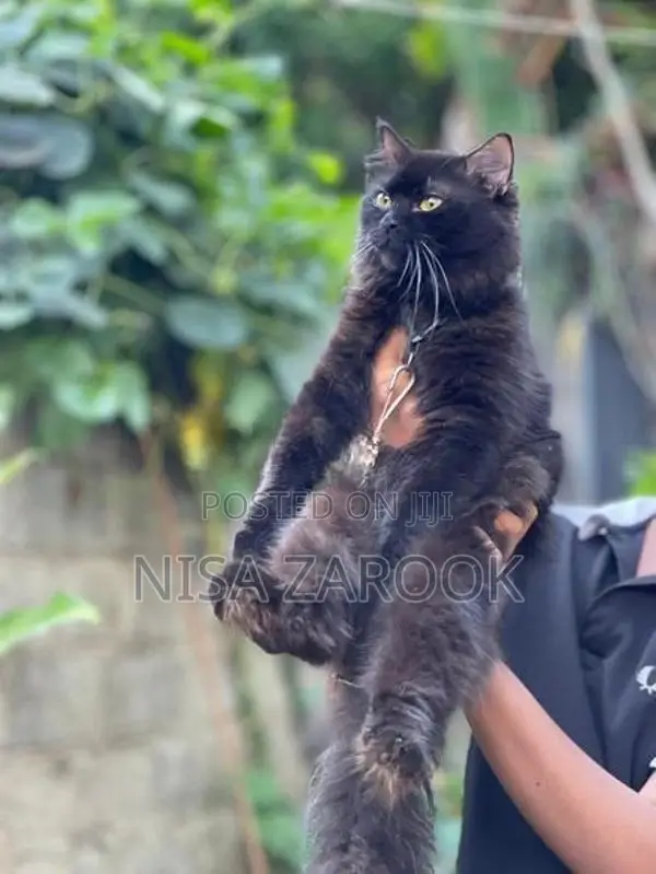 Persian cat