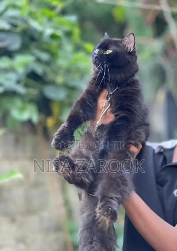 Persian cat