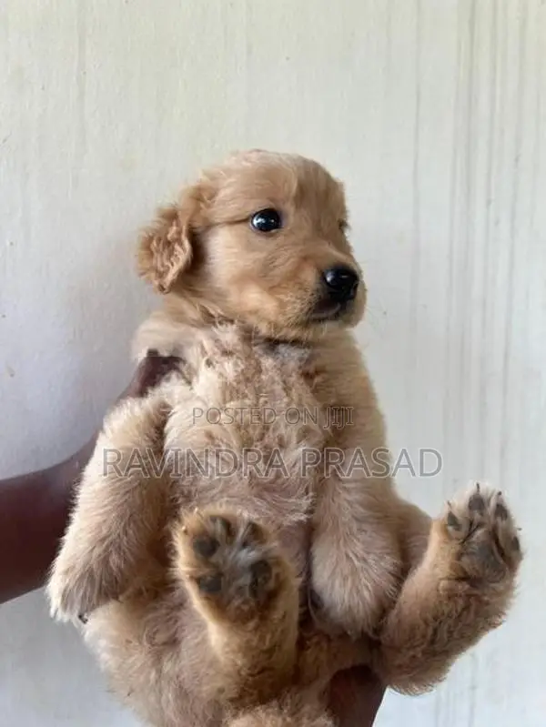 Golden Retriever Puppy