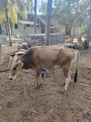 நாம்பன் மாடு