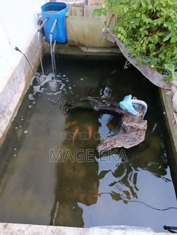 Mozambique Fish