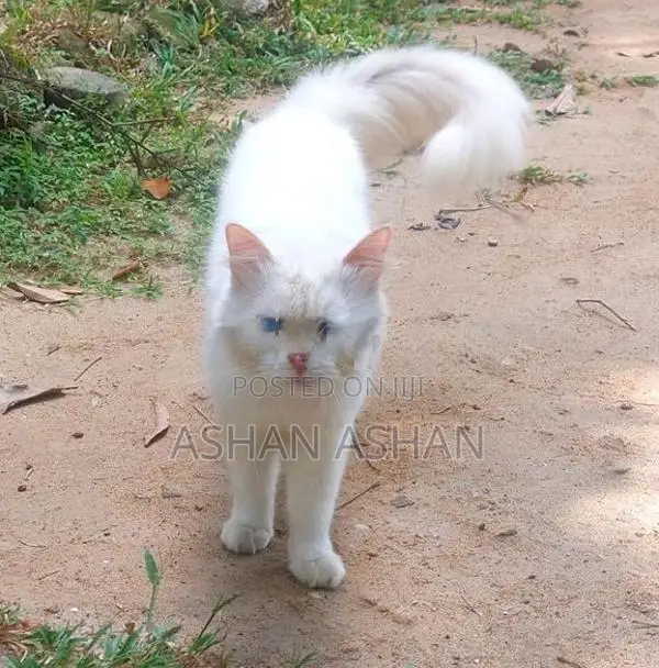 Persian Cat